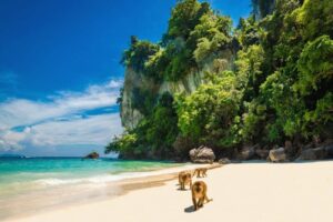 monkey on beach at phi phi island