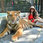 women taking a photo with a tiger at tiger park pattaya